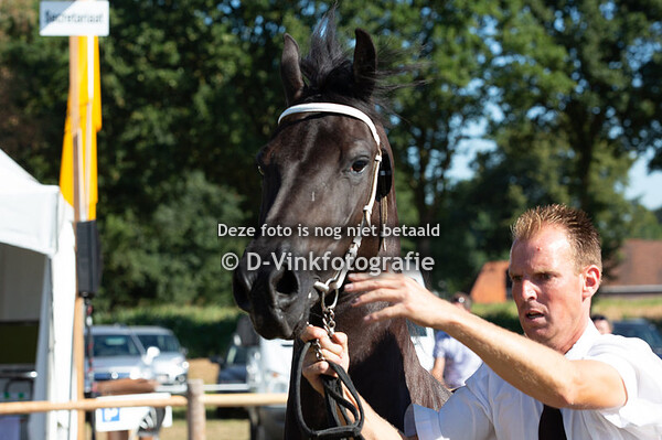 Premiekeuring veulenboek merries 4 jaar en ouder