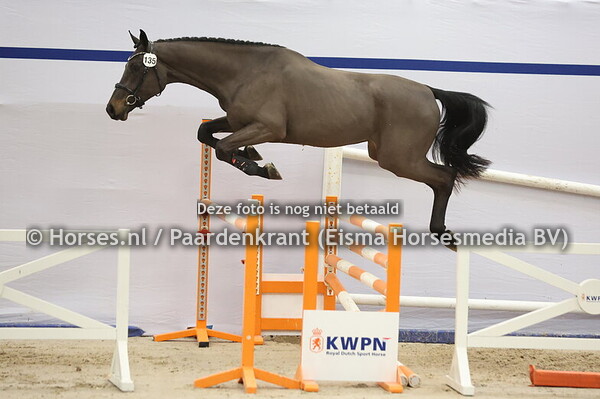 135 (Pegase van't Ruytershof x Quasimodo Z)