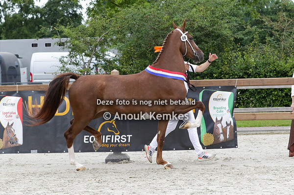 069 - PEDEROSE FS KANE BFT X PATIJN F.J. SARIS, WESEPE