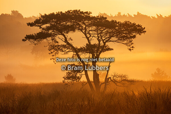 Mistige landschappen