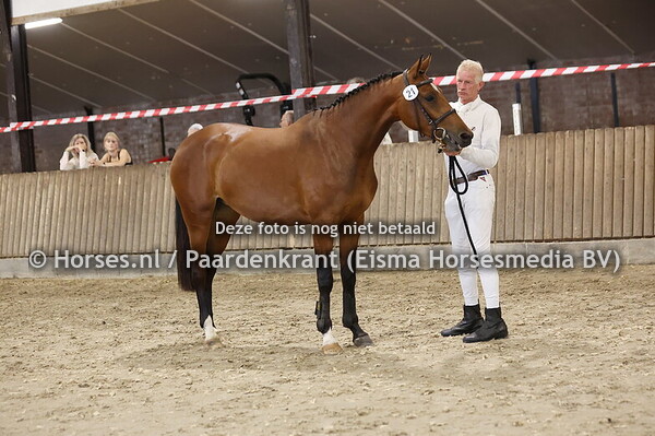 21 Sajomara JD (Levi x Honora v.Eldorado vd Zeshoek)