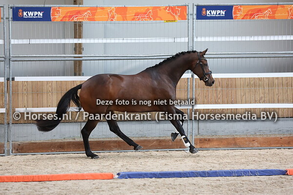 203 Nadea (Desperado x Gondea v. Breezer)