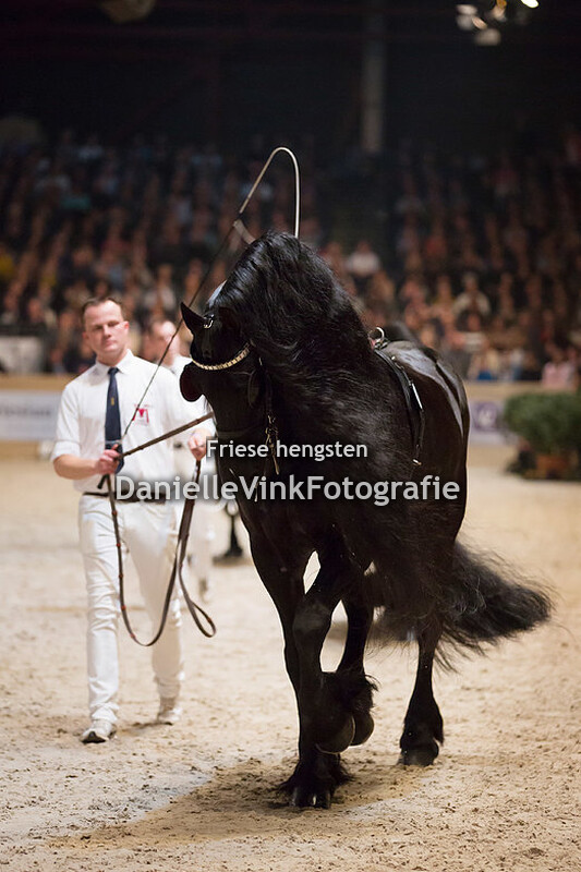 Hengstenkeuring 2018 Beart 411