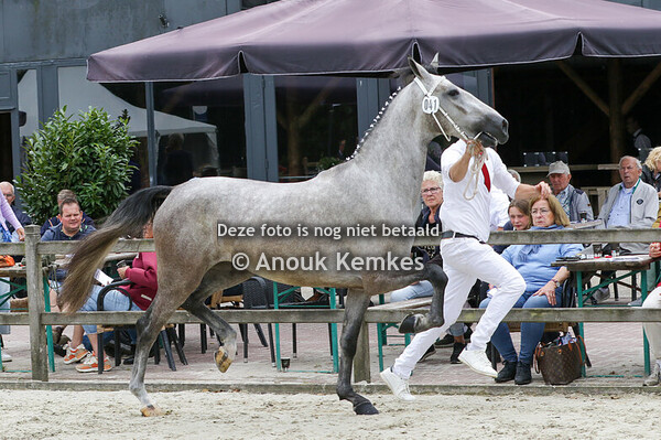 041 - SORAYA MAGNIFIEK X BENTLEY VDL R.F. VICOLO, MEZZANA BIGLI