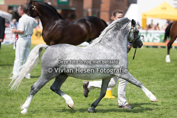 Junior Stallions Section A