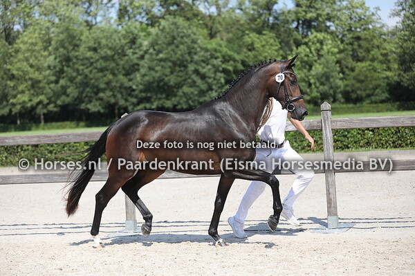 70 Rose Ceroon Norel