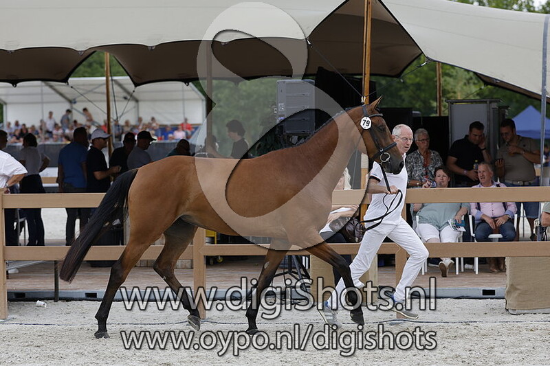 Phelicha van de Wolfsslenke v. Verdi