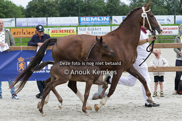 036 - UVIRO OBERON X MANNO H. MEYERING, OOSTERHESSELEN