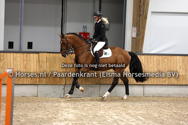 2 Special VDL (Balou du Reventon x Harley VDL)