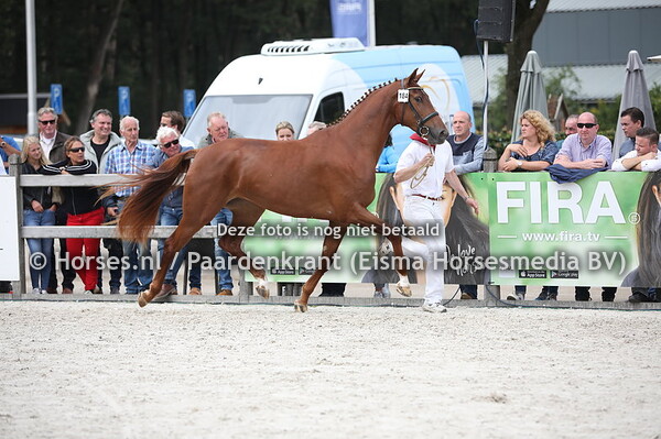 184 Lavendel Ceroon (expression x Whistly v. Oscar) (1)