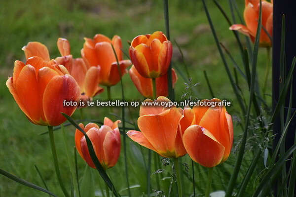 27-4-2024 Koningsdag Ureterp