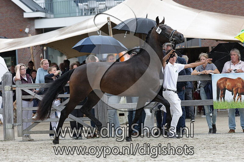 Showtime From KVB v. Magic Boy