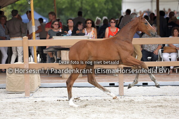 34 Ticella VDL (Baltic VDL x Cella v. Cento)
