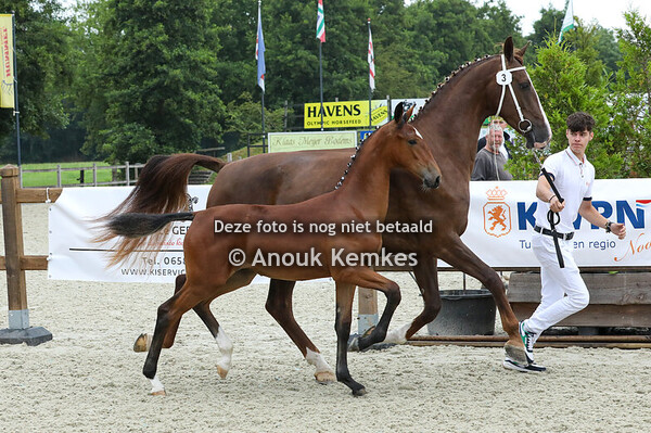 3 - Viola ( Olympus HS x Kordaat )