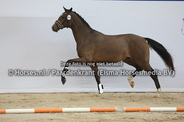 372 (Fonq x For Romance)