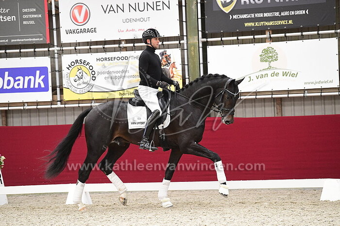 Showblok - Hengtenhouderij Van Uytert
