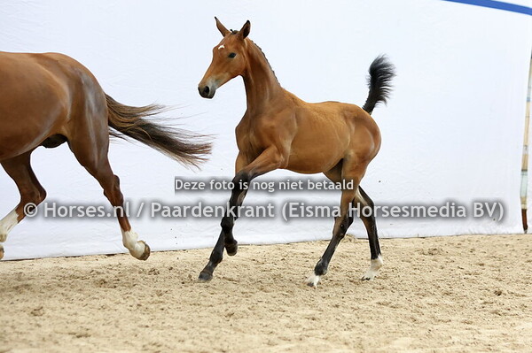 37 Vogue (Glasgow vh Merelsnest x Moomba v. Carrera)