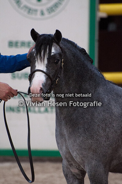 Springshow Welsh Belgium
