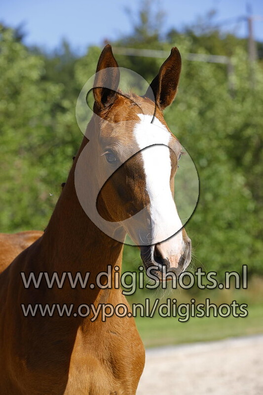 Aganix de Seigneur x Clarimo