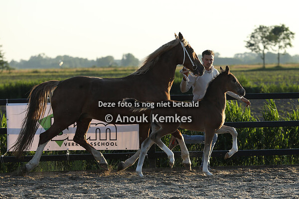 Ushi DH ( Oberon x Patijn )