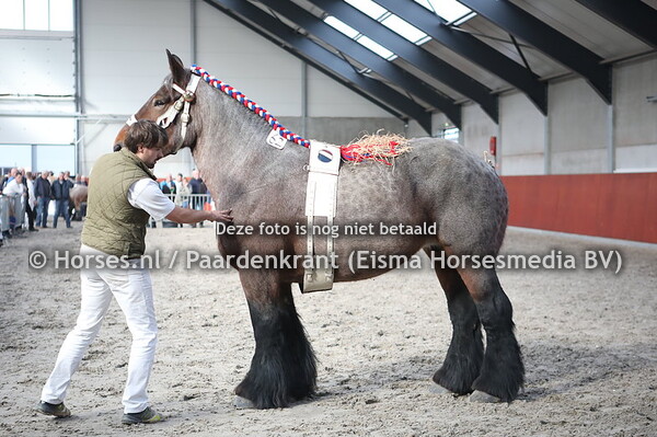 62 Carmen van de Fossa Eugenia (Baron van 't Camillenhof x Stella)