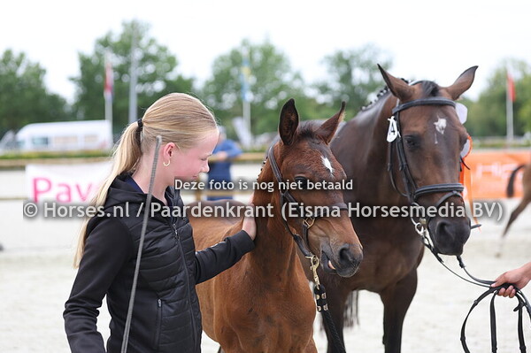 104 Vincent (Mindset ES x Ch Gannie v. Numero Uno)