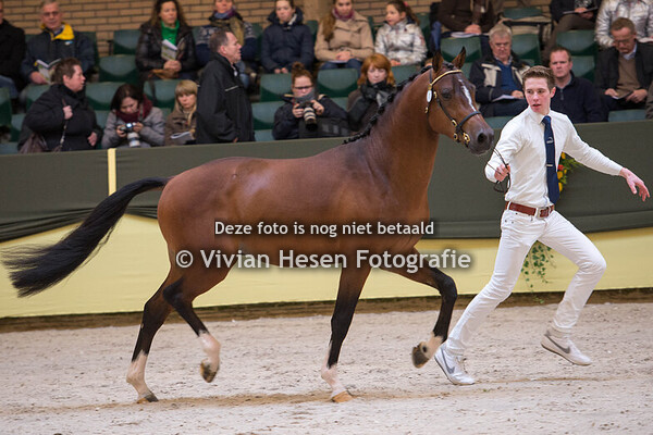 Centrale Hengstenkeuring Vrijdag