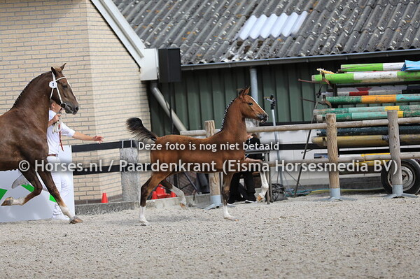 1 Obelix v Icellie x Atleet