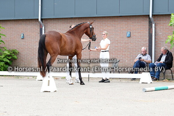 17 Rubilia DKE (Jameson RS2 x Tilia II v. Biotop)