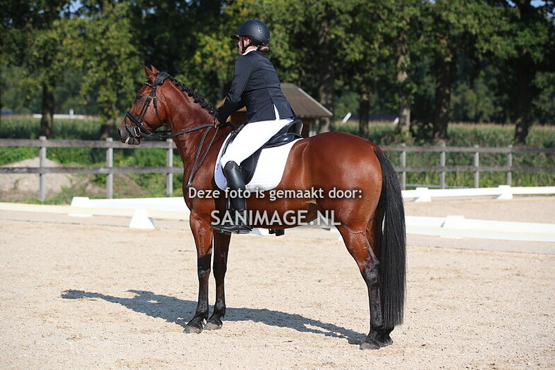 Groenewoude Dressuur 15-09-2024 9.30 - 11.30 uur