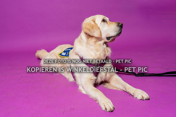 hond 20