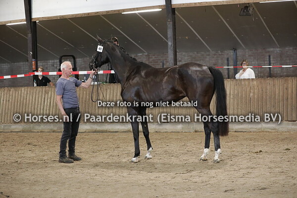 48 Nina (Furst Romancier x Astrid v. Donnerruf) (1)