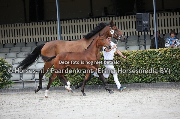 25 Olympia Elfera (Jappeloup x Gavanta v. Wizzerd)