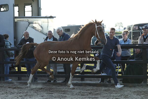 Ricoletta ( Maximiano x Eebert )