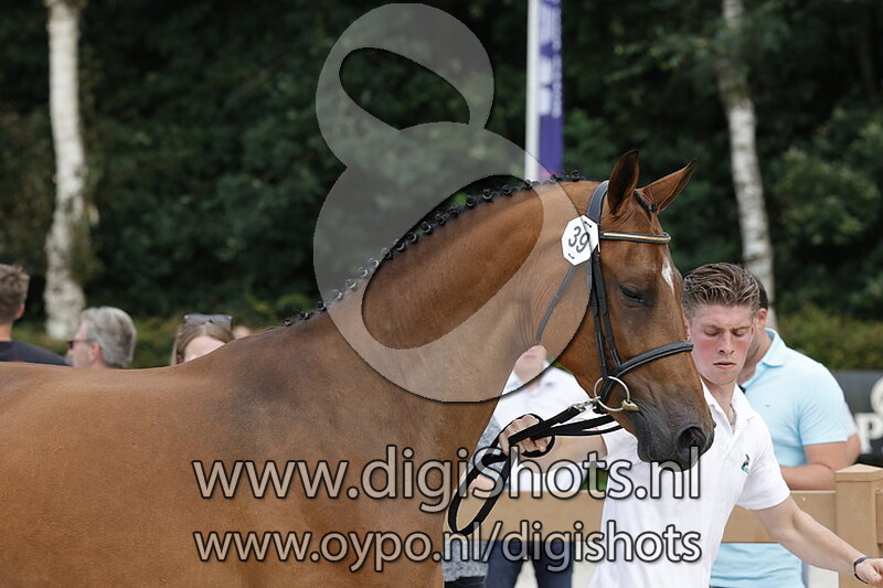 Pireina II v. Arezzo VDL