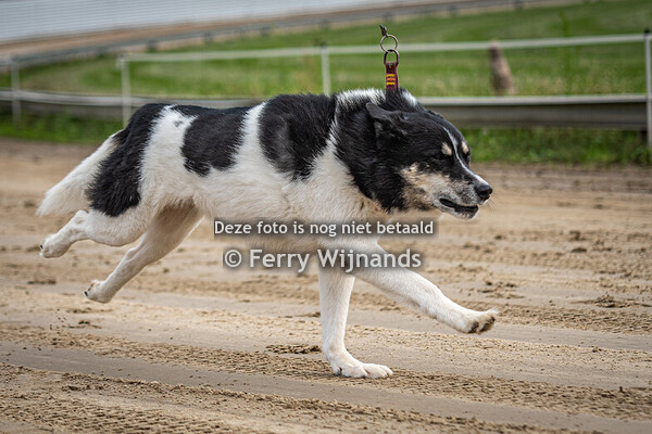 Club kampioenschappen