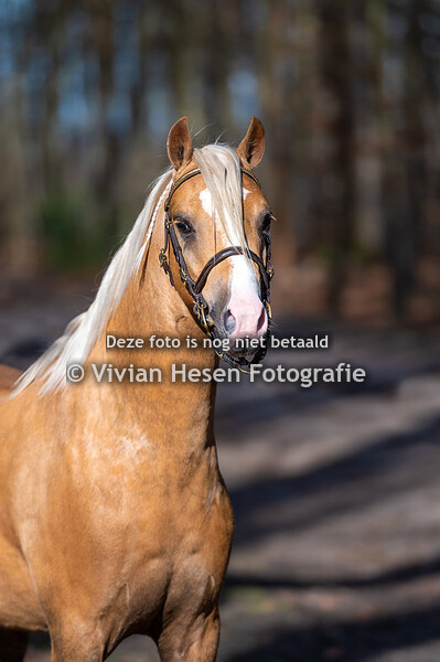 Moorkieker Giordano & Twisthoeve Bolero