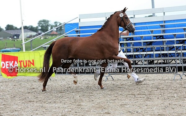 51 Ladyvarra (Cachet L x Navarra v. Godfather)