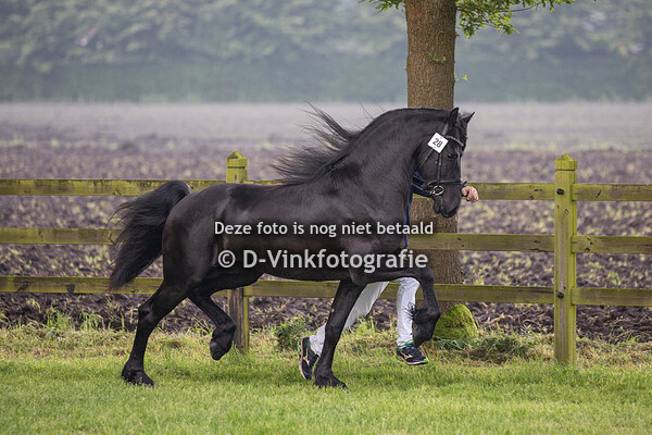 Rubriek 17 VB hengsten voor ster