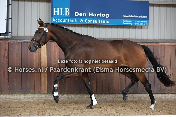 22 Summer Out Chick DMB (My BH Santiano x Lambrusca v. Ferdeaux)