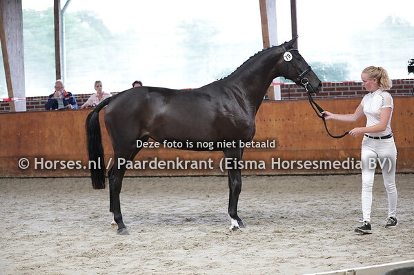 79   Nienna van de Watermolen (Daily Diamond x Cienna v. Scandic)