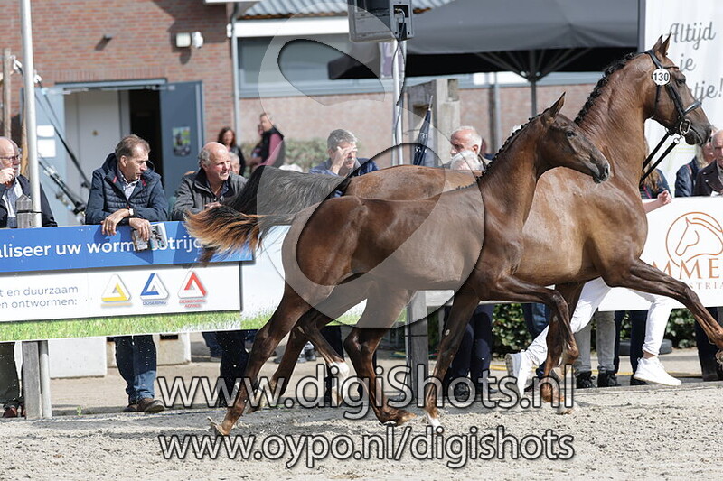 Vivia NML v. Red Viper