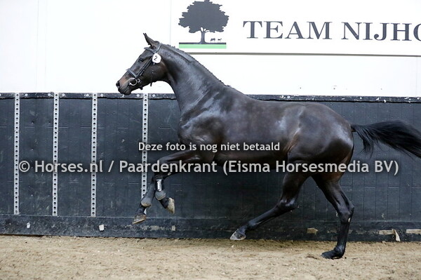 05-05-23 Stamboekkeuring Geesteren