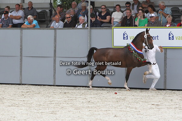 Nationale Tuigpaarden Dag 2024 Lunteren