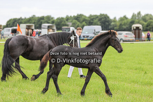 01. Tjirk van de Vosjes