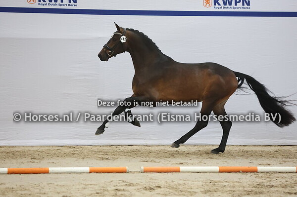 412 (Jovian x Glock's Toto jr)