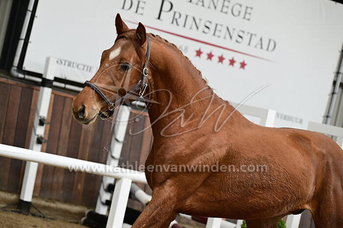 Sylvester Senjor - nr. 5