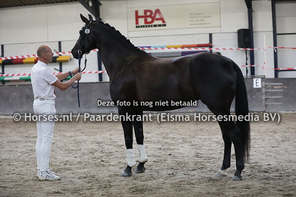 32 Kendallvanck PP (Glamourdale x Lonneveanck v. Donnerhall)