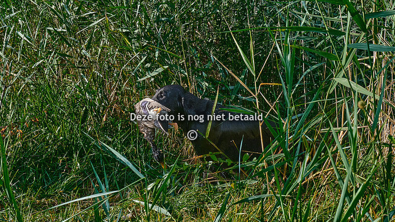 ochtend (apport over diep water)