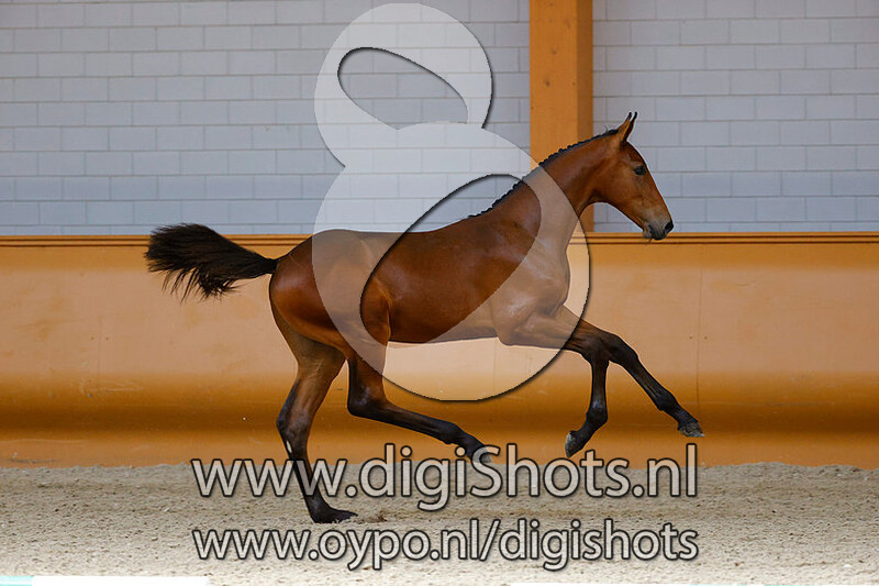 Exclusive van het Keizershof v. Eldorado van de Zeshoek TN